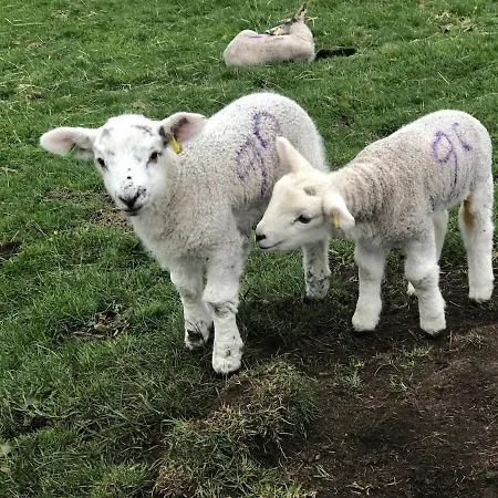 펜션 Rose Cottage. Family On The River
